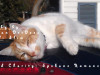Featured Charity: Spokane Humane Society